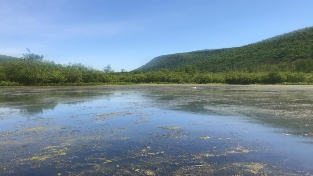 Weed-choked waters at the southern end of Honeoye Lake